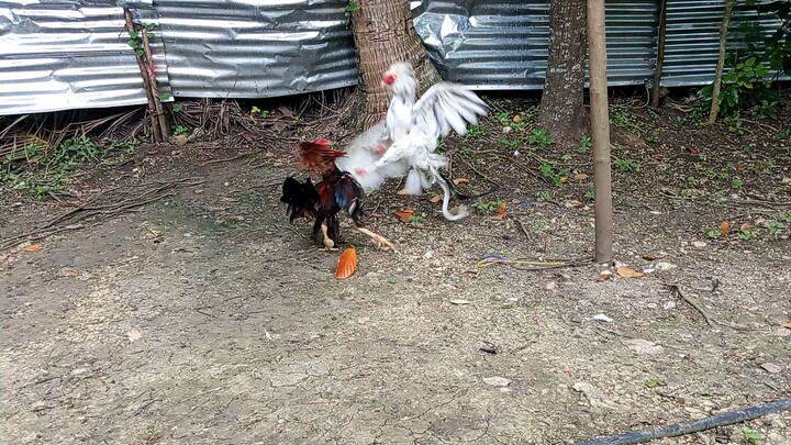 white kelso vs sweater round head