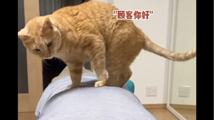 Cat: Sir/Madam, would you like a massage?