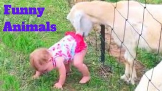 💥Funny Animals Viral Weekly😂🙃💥of 2020 | Funny Animal Videos💥👌
