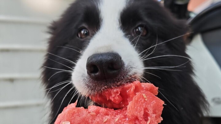 The right way to care for a Border Collie: a 15-kilometer morning run