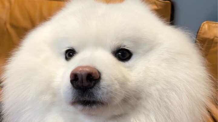 Satu menit, aku ingin semua informasi tentang anjing pemulih ini