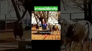 อารมณ์เดียวกัน