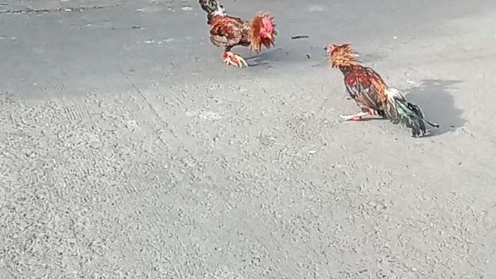 Bulik Vanguard line .