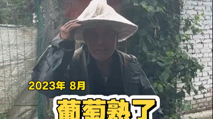 องุ่นสุกแล้ว และถึงเวลาที่คุณควรกลับบ้านไปดูสักหน่อยแล้ว