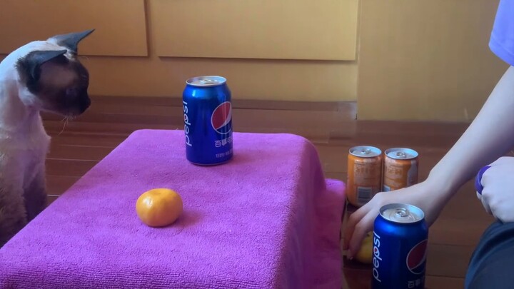 Hello everyone! Dimo is coming to Bilibili! Let’s play a little game first