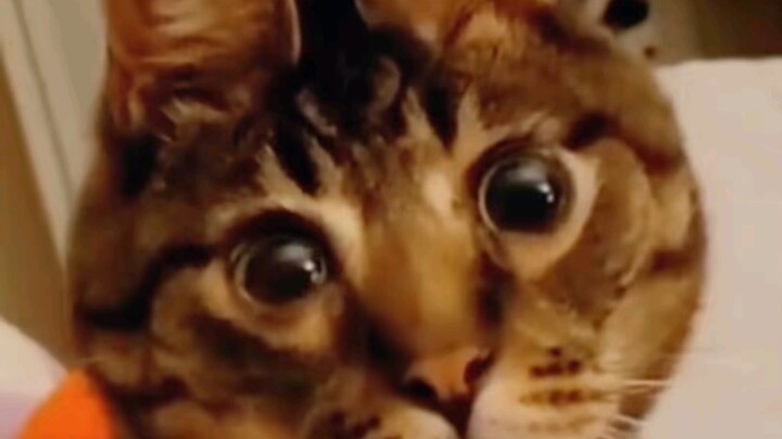 مجموعة مختارة من القطط التجريدية للتأمل والتقدير