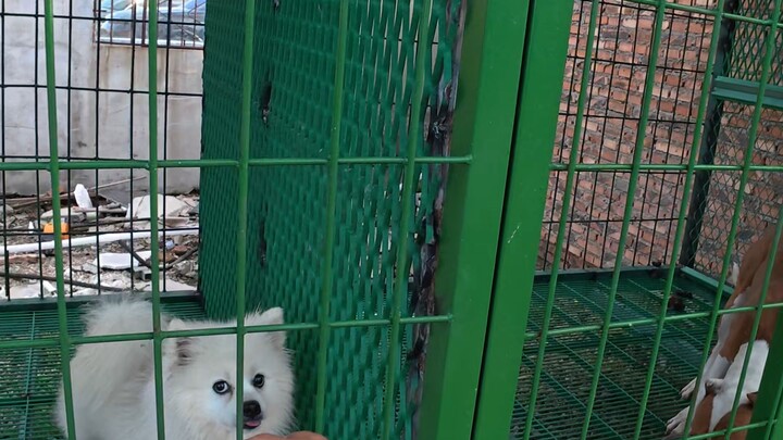 【Pan Hong Suka Main Anjing】Karya terbaru saya, ayo buruan lihat dulu!