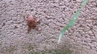 Người đứng đầu thế giới cóc