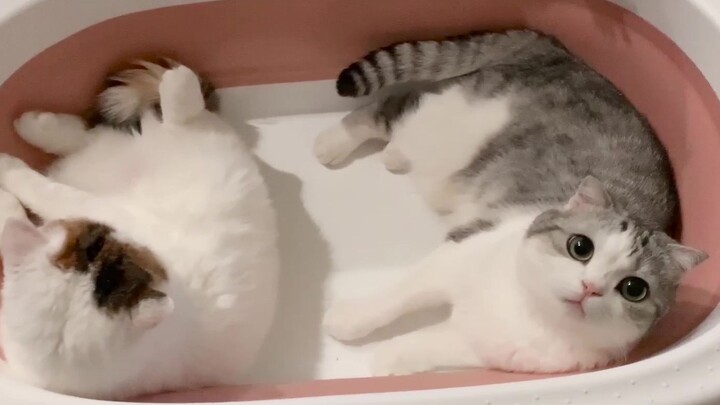 Fully automatic cat-stealing trick: Just leave a bag on the floor!