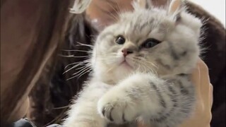 Whoever raises this kitten will be totally confused