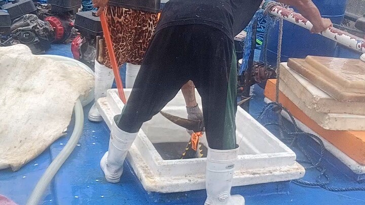 uploading numbers 6 box tuna in gensan fish Port guys