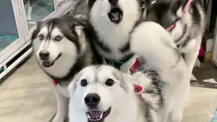 Pit Bull Choir