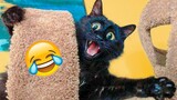 Funniest Animal Videos 2023🤣 - Funny Cats😹 and Dogs🐶 Videos!