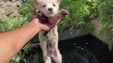 Anak Anjing: Seru ya Main di lumpur?