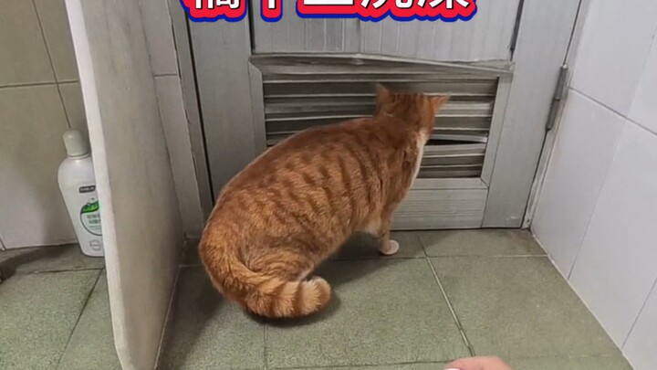 #NgườiMớiNuôiMèo #MèoCam #HànhĐộngKhóHiểuCủaMèo #MèoBịÉpPhải“LàmViệc”