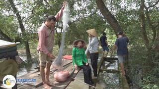 LƯỚI CÁ TRÊN SÔNG NGAY MÙA NƯỚC RONG | Hội Ngộ Miền Tây - Tập 641
