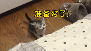 Some little kitties grow up while they're still jumping around! (Part 2) Super-cuteness alert!