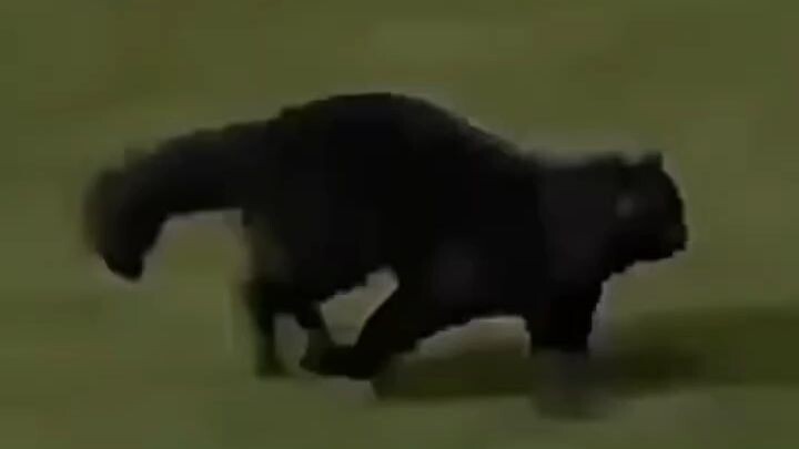this cat is so pro playing the football
