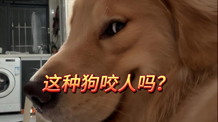 Do these dogs bite people?