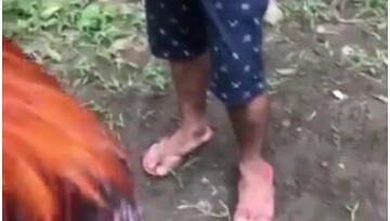 The power of Kelso Cap gamefowls ❤️