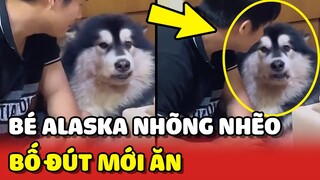 Bé Alaska TO XÁC nhưng NHÕNG NHẼO chờ BỐ ĐÚT mới chịu ăn 😂 | Yêu Lu