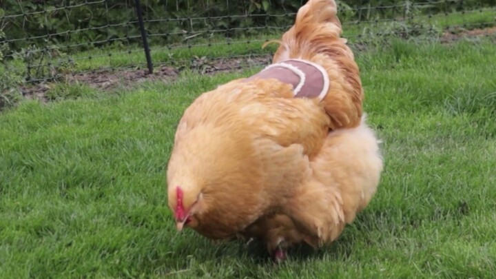 【Gà Orpington】Chú gà mập mặc váy đang chăm chỉ kiếm ăn