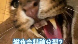 Mengapa caracal selalu terlihat seperti menderita skizofrenia?
