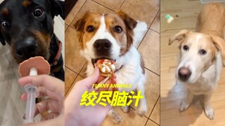 为了给狗狗喂药，人类真的绞尽了脑汁😀