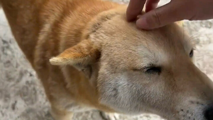 دا هوانغ الذي يتقن فن الاستمتاع بشكل مذهل