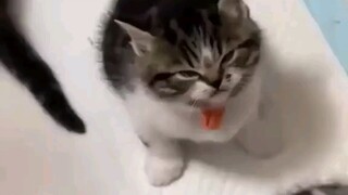 Cat: Who are you calling "mimi"?