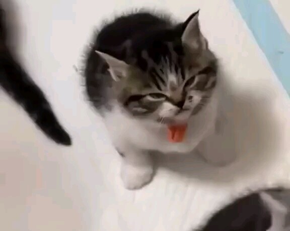 Kucing: Siapa yang kamu panggil Mimi?