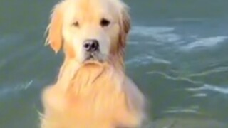 抚慰犬：麻麻酱请你吃好的