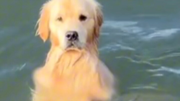 抚慰犬：麻麻酱请你吃好的