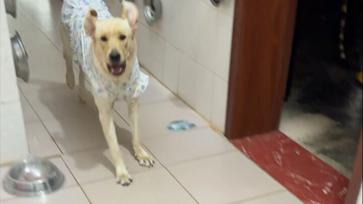 Dog: What the heck? Why won’t the lid come off?!