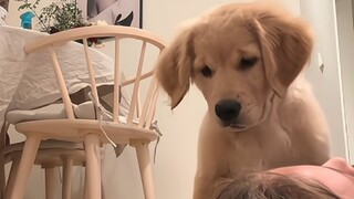 Anjing penghibur: Guruku tidak memberitahuku ada cara untuk menangis sepertiku.