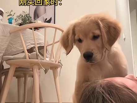 สุนัขปลอบใจ: ครูไม่ได้บอกฉันว่ามีวิธีร้องไห้แบบฉันได้