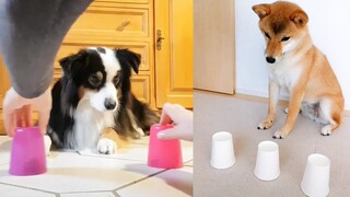 Dog Reaction to Magic Trick - Funny Dogs with Magic Tricks