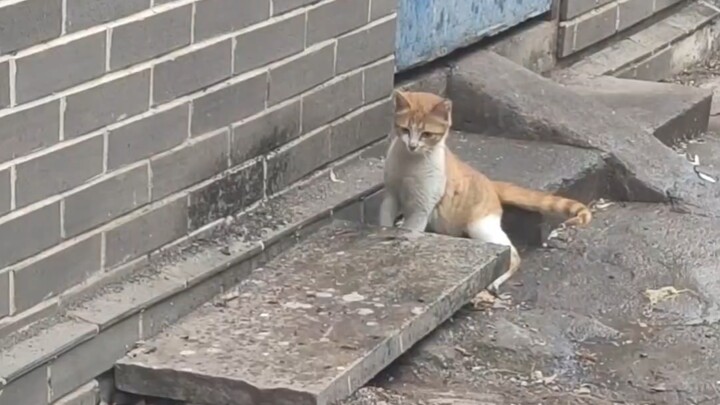 ครั้งแรกที่ได้เห็นแมวจับหนูในชีวิตจริง