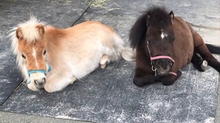 Little ponies taking a rest
