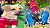 Thú Cưng TV | Bông Bé Bỏng Ham Ăn #30 | dương kc | chó vui nhộn | funny cute smart dog pets