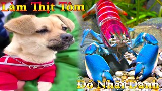 Thú Cưng TV | Bông Bé Bỏng Ham Ăn #30 | dương kc | chó vui nhộn | funny cute smart dog pets