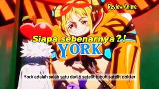 Siapa sebenarnya YORK || One piece