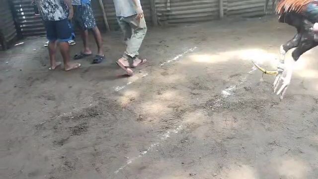 sabong sa fiesta 😁