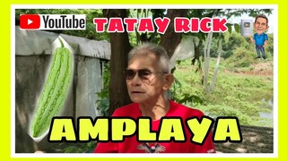 TATAY RICK:AMPALAYA