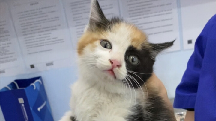 Lại có người đến nhận nuôi mèo con rồi! Đây là lứa thứ ba mà anh quản lý chung cư cùng tôi bắt về. Q