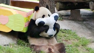 Panda Kaya Memang Lain Dari yang Lain