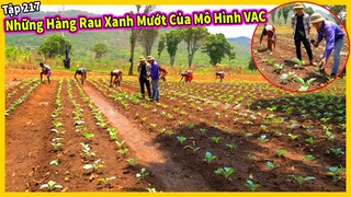 (Tập 217) Nông Nghiệp VIỆT NAM ở Châu Phi || Những Hàng Rau Xanh Tốt Của Mô Hình VAC