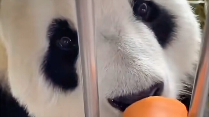 Kim Hổ nói: Ừ! Ừ! Ừ!                    Phi Vân nói: Ừ ừ ừ ừ ừ…