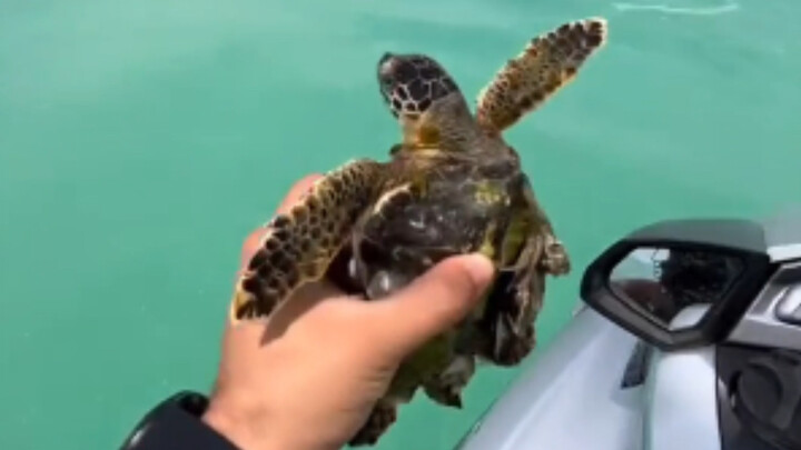 Sống dưới biển cũng không dễ dàng.