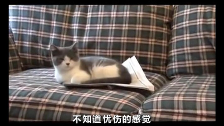 A “Silly Cat Song” created by overseas netizens is super cute—it’s just like little kitties in real 